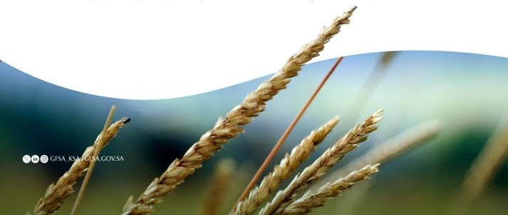 الأمن الغذائي: تصرف (412) مليون ريال مستحقات الدفعة الثالثةلمزارعي القمح المحلي