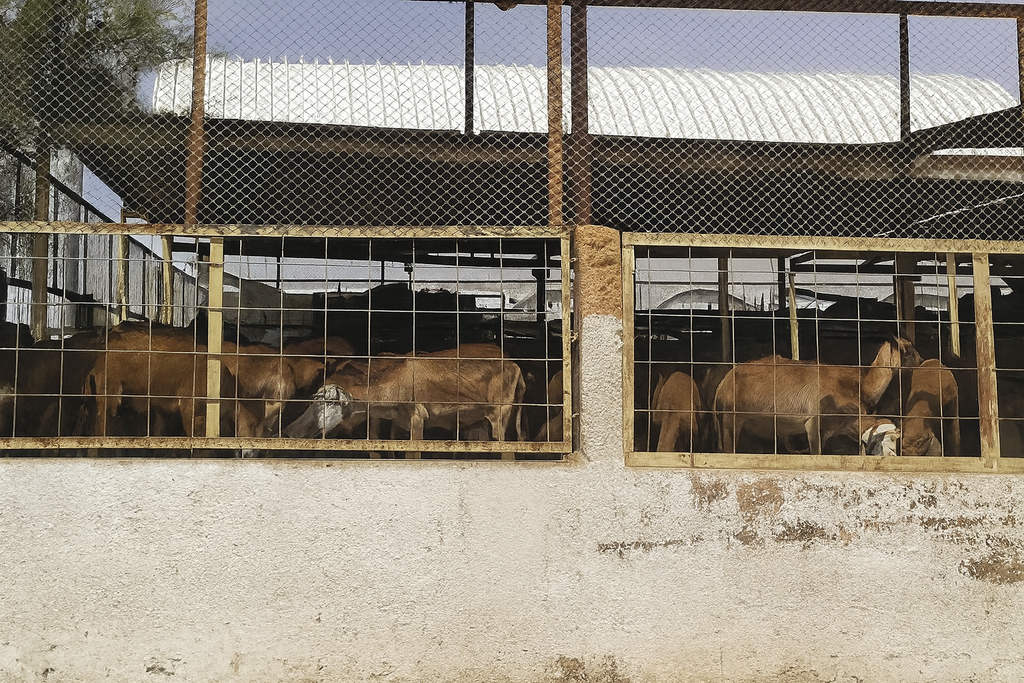 تجار الأغنام يطالبون"البيئة"بتثبيت القيمة الإيجارية في أسواق النفع العام