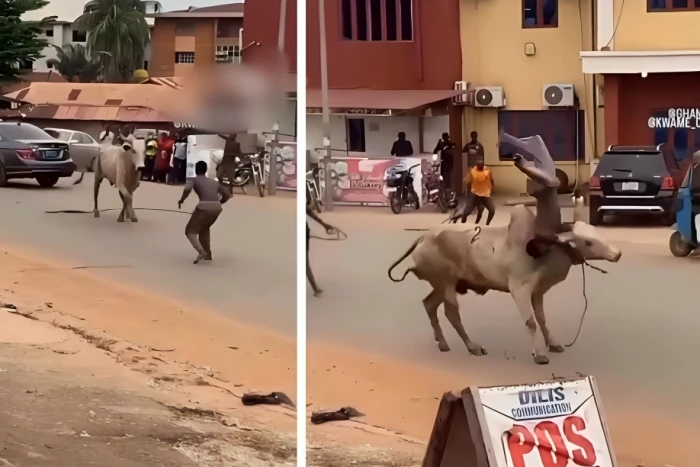قفز فوق رأسه وأمسك بقرنيه..  بالفيديو.. شاب ينجح في السيطرة على