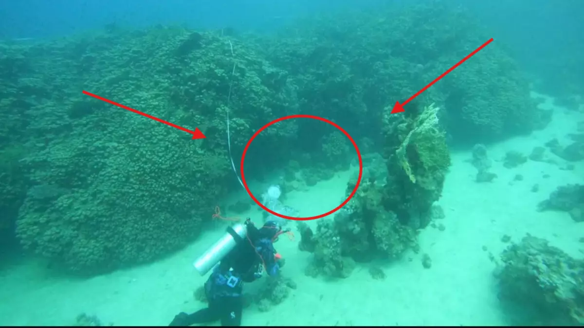 اكتشاف كنز لا يوجد له مثيل في العالم بباطن البحر في السعودية.. والبهجة تدخل على جميع المواطنيين!