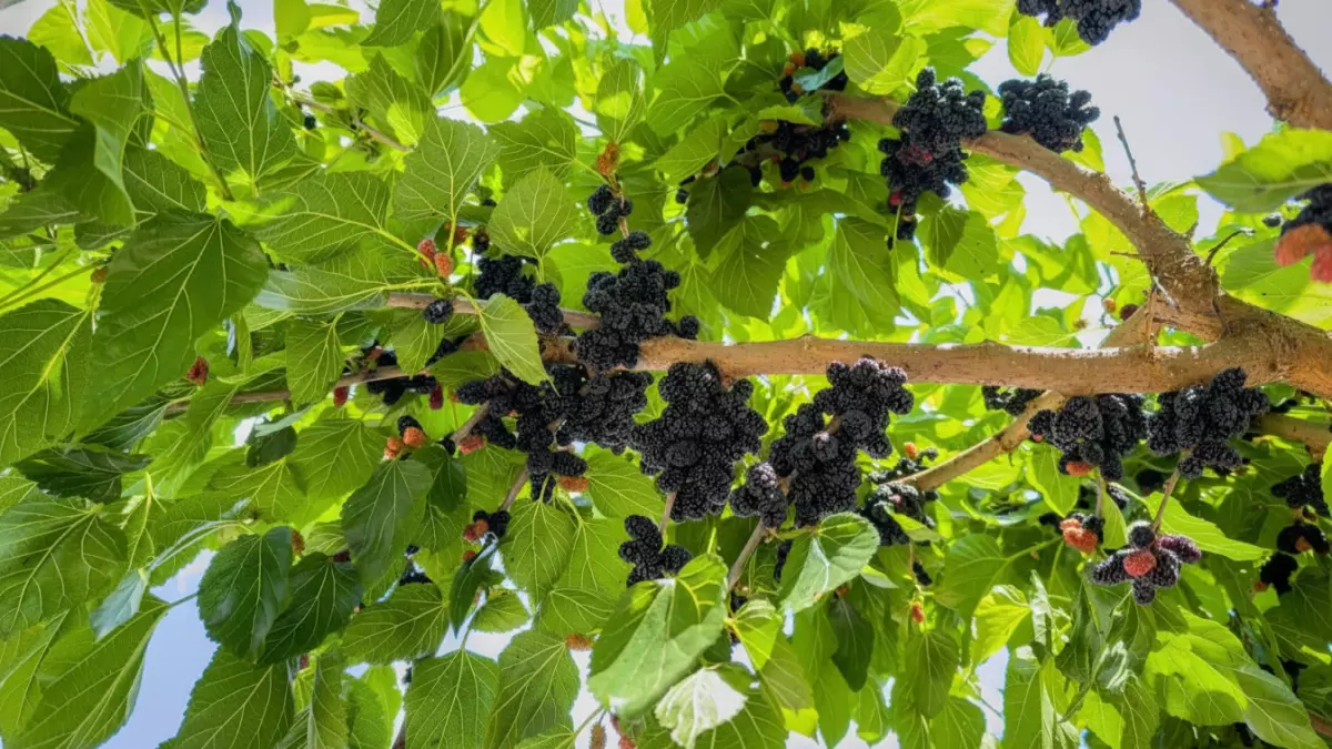 صادم: السعودية تسحق أوروبا في التوت الأسود بـ 5.3%... ثورة زراعية تقلب المعادلات!