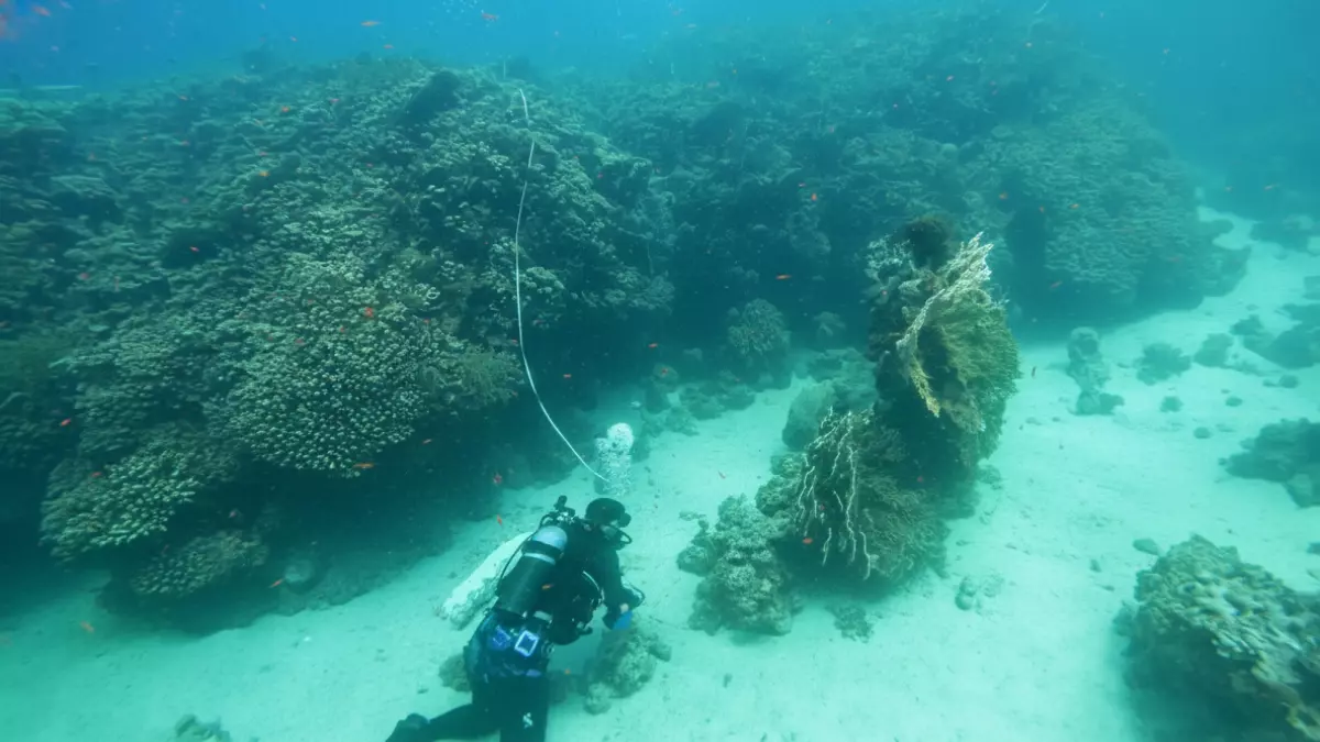 عاجل: اكتشاف كنز عمره 800 عام في أعماق البحر الأحمر بالسعودية... العلماء في صدمة والعالم يترقب!