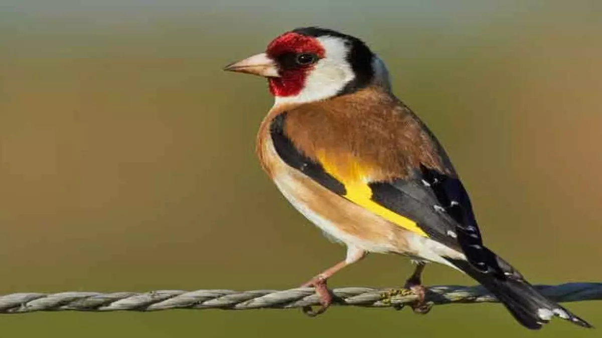 عاجل: طائر أسطوري بألوان ذهبية يظهر في السعودية لأول مرة منذ عقود... خبراء البيئة في حالة انبهار!